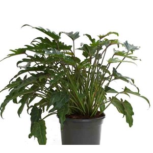 Philodendron xanadu 65 l 130-150 cm