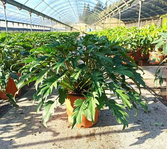 Philodendron xanadu 7 l 40-60 cm