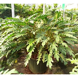 Philodendron xanadu 7 l 40-60 cm