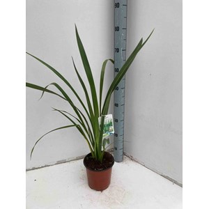 Phormium tenax 2 l 30-40 cm