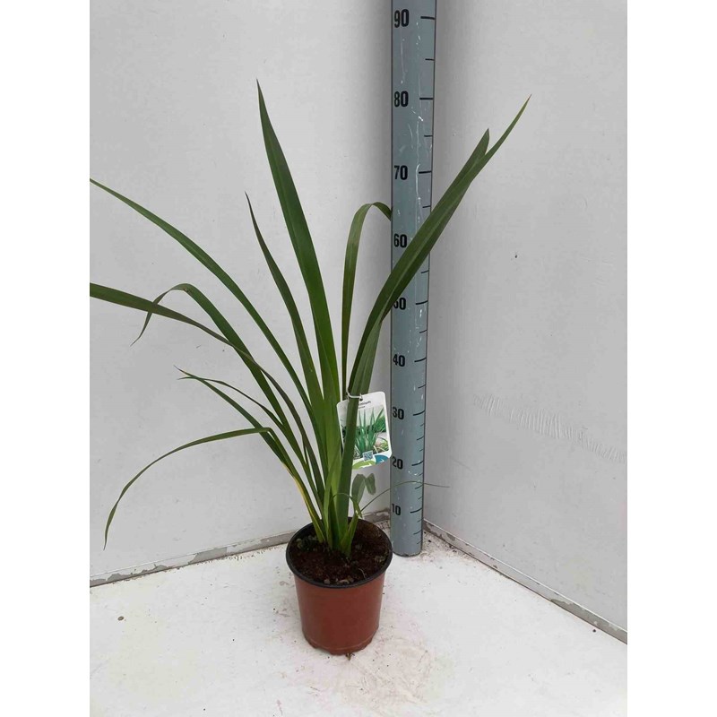 Jardin Tropic - Phormium tenax 2 l 30-40 cm