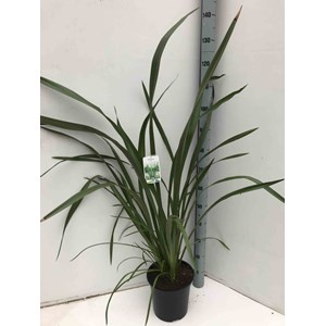 Phormium tenax 2 l 30-40 cm
