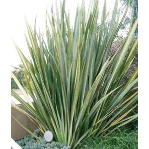 Phormium tenax 2 l 30-40 cm