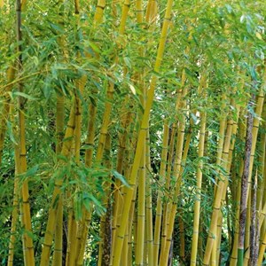 Phyllostachys aurea 5 l 100-120 cm