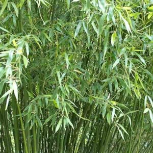Phyllostachys bissetii 10 l 90-100 cm