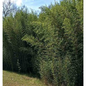 Phyllostachys bissetii 15 l 150-175 cm
