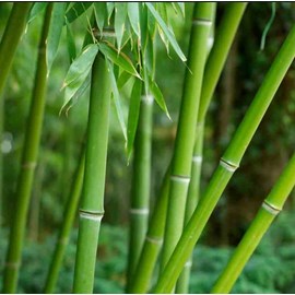 Phyllostachys bissetii 15 l 190-210 cm