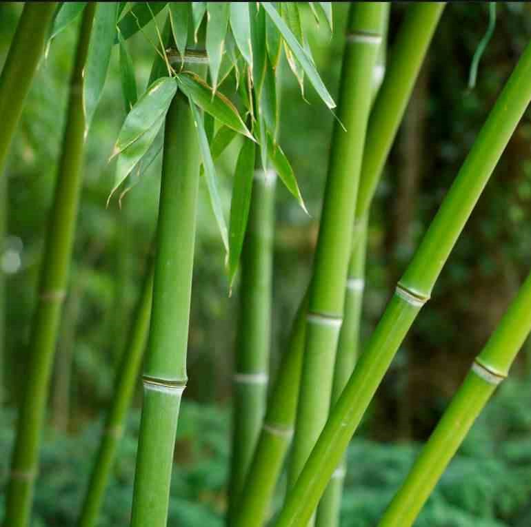 Phyllostachys bissetii 15 l 190-210 cm