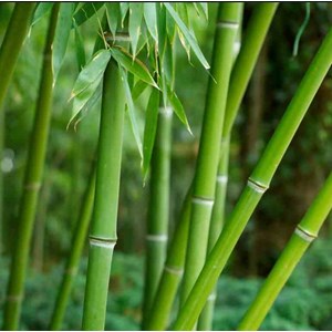 Phyllostachys bissetii 2 l 40-60 cm