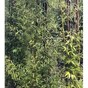 Phyllostachys nigra 15 l 160-180 cm