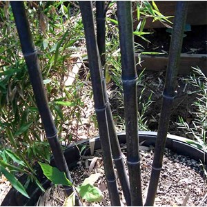 Phyllostachys nigra 5 l 80-100 cm