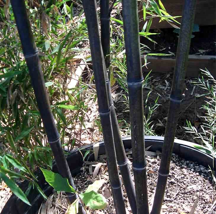Phyllostachys nigra 5 l 80-100 cm