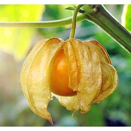 Physalis peruviana 2 l 30-50 cm