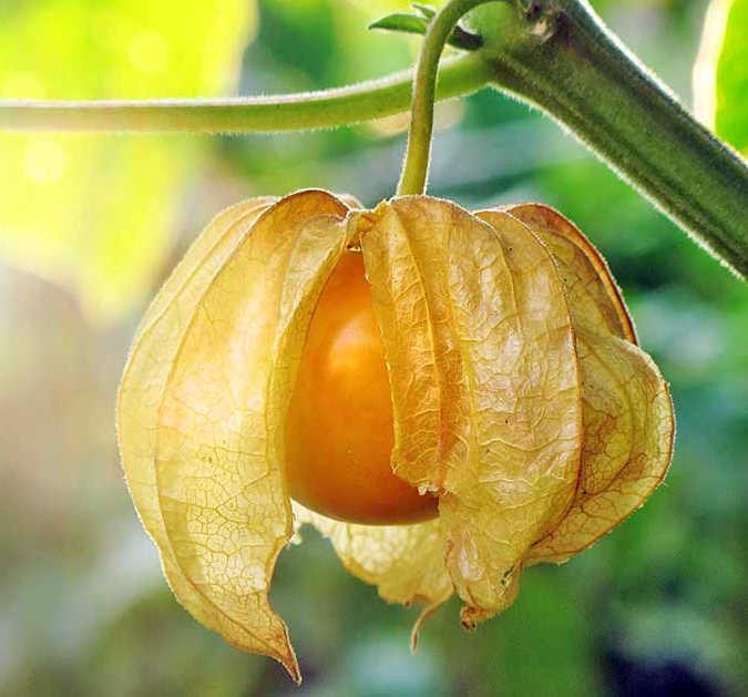Physalis peruviana 2 l 30-50 cm