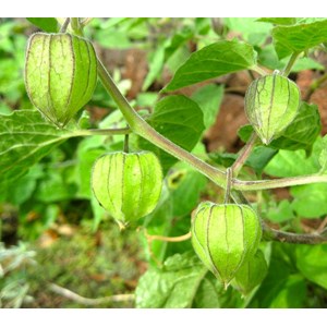 Physalis peruviana 2 l 30-50 cm