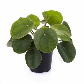 Pilea peperomioides plante à monnaie chinoise 0,5 l