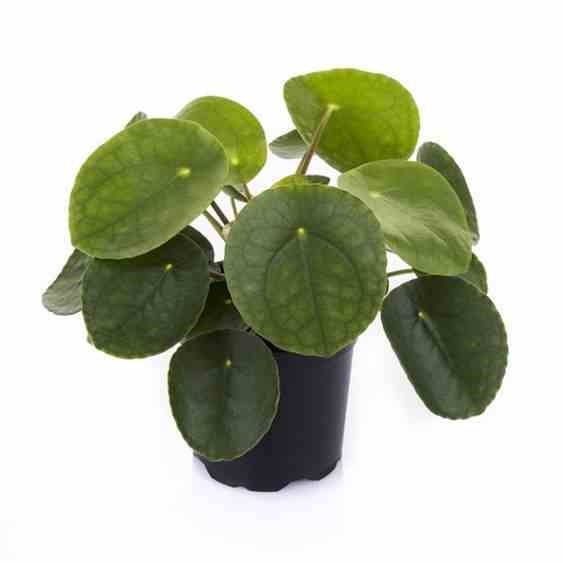 Pilea peperomioides plante à monnaie chinoise 0,5 l