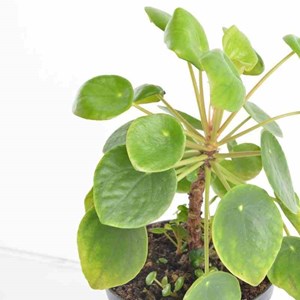 Pilea peperomioides plante à monnaie chinoise 0,5 l