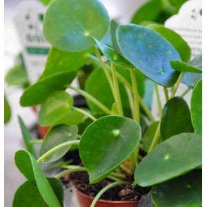 Pilea peperomioides plante à monnaie chinoise 0,5 l