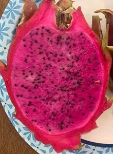 Pitaya : comète hylocereus halley 4 l 30-50 cm