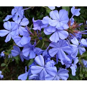 Plumbago du cap, dentelaire du cap 3 l 30-50 cm