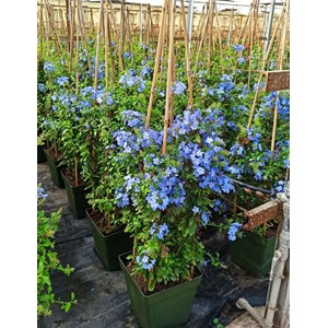 Plumbago du cap, dentelaire du cap 3 l 30-50 cm