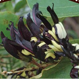 Pois corail noir 2 l 80-100 cm