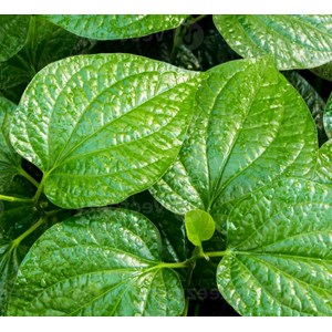 Poivre bétel sauvage 1 l 15-30 cm