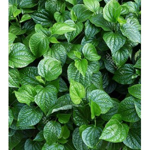 Poivre bétel sauvage 1 l 15-30 cm