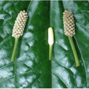 Poivre bétel sauvage 1 l 15-30 cm