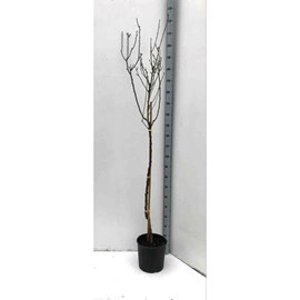 Prunus dulcis amandier 7 l 100-120 cm