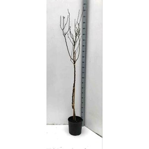 Prunus dulcis amandier 7 l 100-120 cm