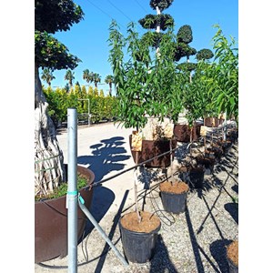 Prunus dulcis amandier 7 l 100-120 cm