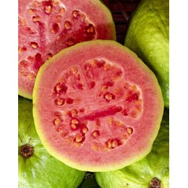 Psidium guajava &nbsp;roja&nbsp; 7 l 100-120 cm