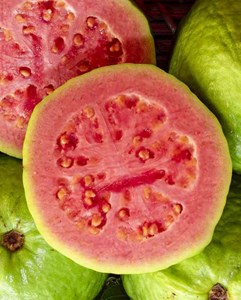 Psidium guajava &nbsp;roja&nbsp; 7 l 100-120 cm