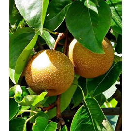Pyrus pyrifolianashi 5 l 100-120 cm