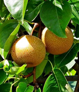 Pyrus pyrifolianashi 5 l 100-120 cm