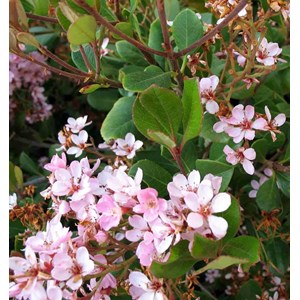 Rhaphiolepis indica 15 l 140-160 cm