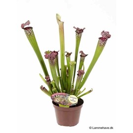 Sarracenia leucophylla 1 l 10-30 cm