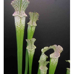 Sarracenia leucophylla 1 l 10-30 cm
