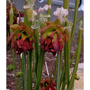 Sarracenia leucophylla 1 l 10-30 cm