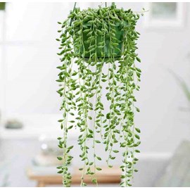 Senecio herreianus collier de perles 1 l 0-80