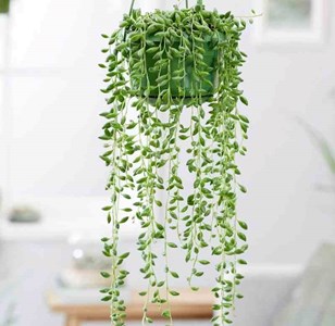 Senecio herreianus collier de perles 1 l 0-80
