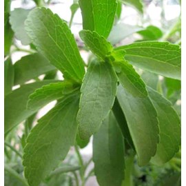 Stevia rebaudiana plante sucrante 2 l 20-30 cm