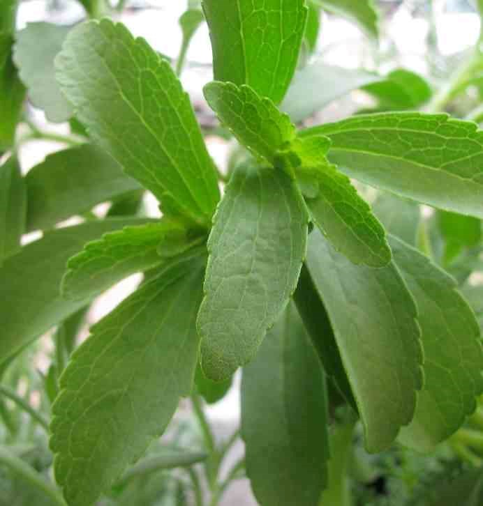 Jardin Tropic - Stevia rebaudiana plante sucrante 2 l 20-30 cm