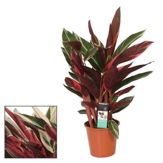 Stromanthe sanguinea 5 l 60-80 cm