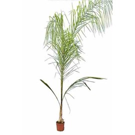 Syagrus romanzoffiana 15 l 200-250 cm
