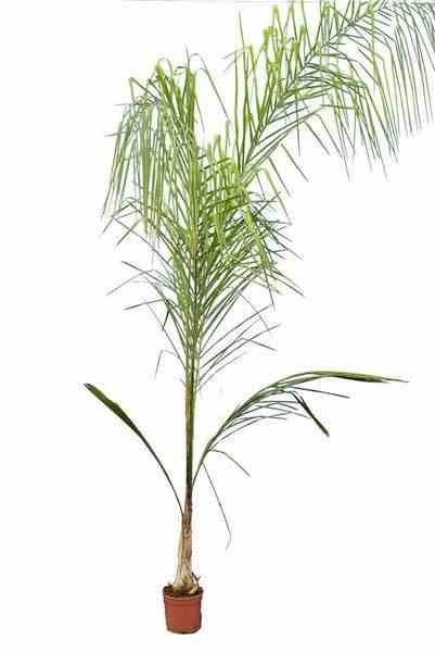Jardin Tropic - Syagrus romanzoffiana 15 l 200-250 cm