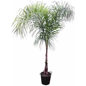 Syagrus romanzoffiana 15 l 200-250 cm