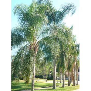 Syagrus romanzoffiana 15 l 200-250 cm